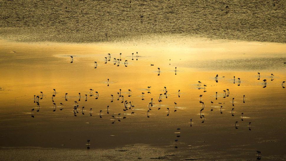 日出时的小红鹳群，马加迪湖，肯尼亚 (© Denis-Huot/Nature Picture Library)