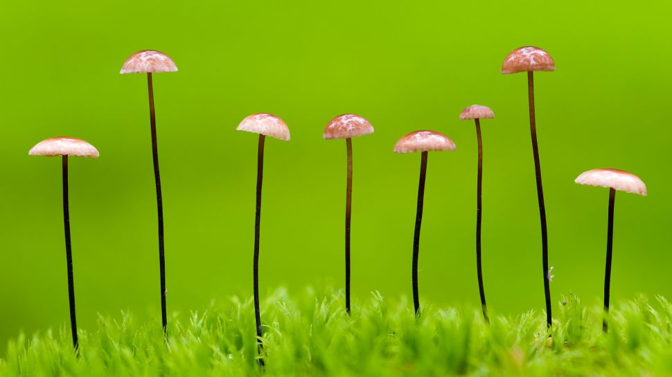 马鬃小皮伞，白俄罗斯 (© Máté/Nature Picture Library)