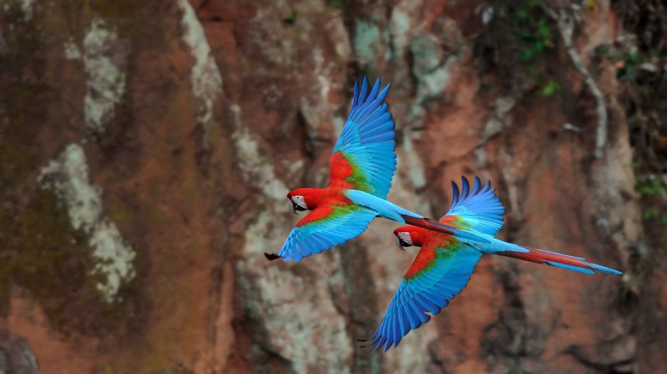 红绿金刚鹦鹉 (© markes51/Getty Images)