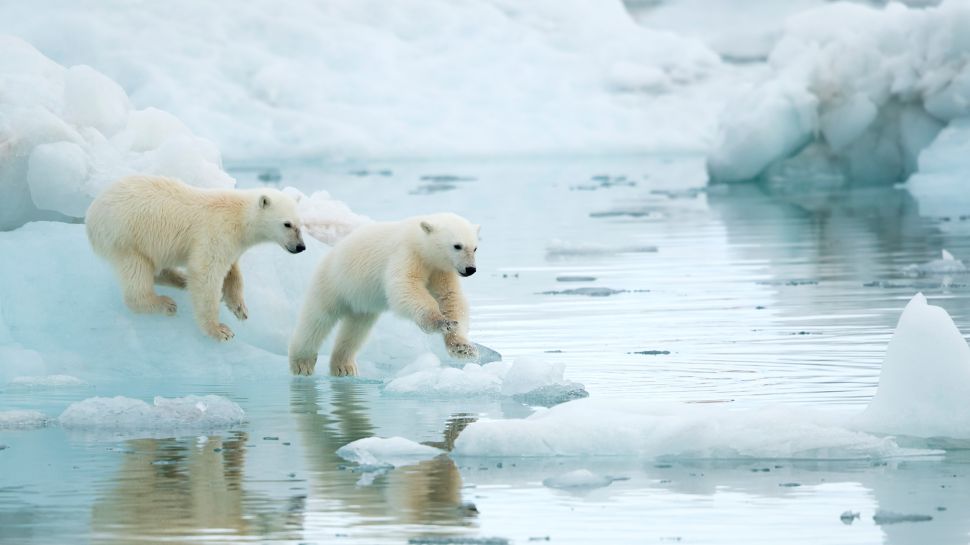 斯瓦尔巴群岛玩耍的北极熊幼崽，挪威 (© Danny Green/Nature Picture Library)