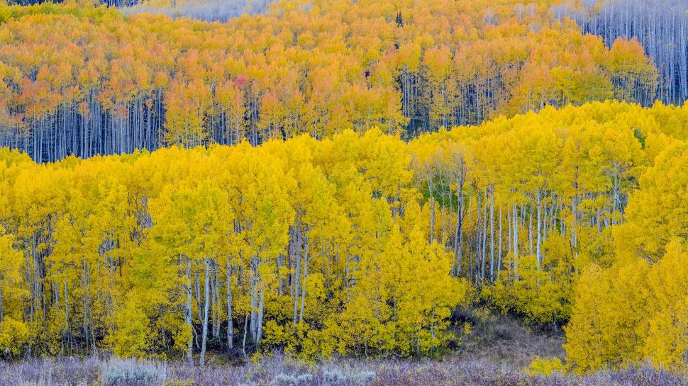 瓜兹曼山口附近的秋日山杨林，犹他州，美国 (© Danita Delimont/Shutterstock)