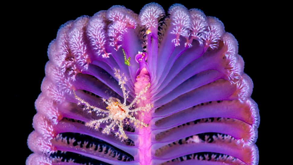 海笔上的装饰蟹，科莫多国家公园，印度尼西亚 (© Alex Mustard/Nature Picture Library)