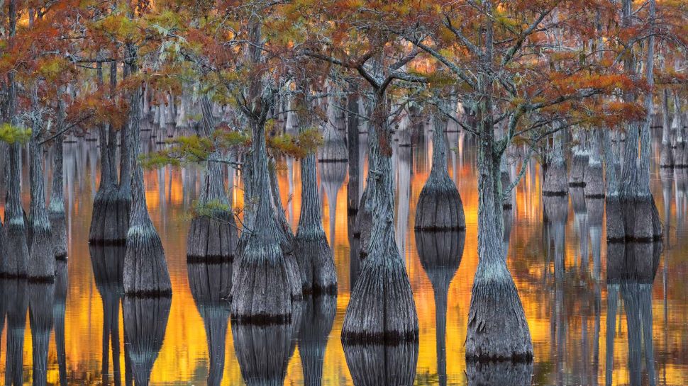 秋叶缤纷的池杉林，乔治亚州，美国 (© Chris Moore/Getty Images)