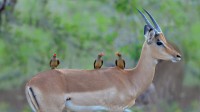 南非克鲁格国家公园，在黑斑羚背上的红嘴牛椋鸟 (© Friedrich von Hörsten/Alamy)