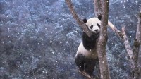 四川，熊猫雪天爬树 (© Steve Bloom Images/Alamy)