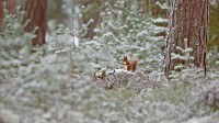 凯恩戈姆山国家公园的欧亚红松鼠，苏格兰 (© SCOTLAND: The Big Picture/Minden Pictures)