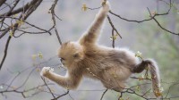 【今日立春】周至自然保护区内一只以樱花为食的金丝猴，中国陕西秦岭 (© Florian Möllers/Minden Pictures)
