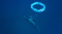 小巴哈马浅滩中的大西洋花斑原海豚和气泡环，巴哈马 (© Hiroya Minakuchi/Minden Pictures)