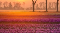 赫罗洛村附近的郁金香，荷兰德伦特省 (© plainpicture/Buiten-Beeld/Karin Broekhuijsen)