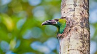 厄瓜多尔的观鸟区内的绯腰巨嘴鸟，厄瓜多尔 (© Tui De Roy/Minden Pictures)