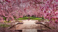 国家广场内盛开的樱花，美国华盛顿哥伦比亚特区 (© Sean Pavone/Alamy)