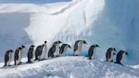 斯诺希尔岛上的皇帝企鹅，南极洲 (© David Tipling Photo Library/Alamy)