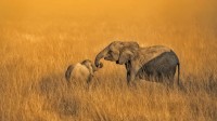 安波塞利国家公园内的一只成年大象和它的幼崽，肯尼亚 (© Tom Stahl/Offset)