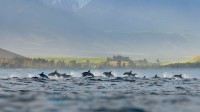 凯库拉小镇的一群暗色斑纹海豚，新西兰 (© Terry Whittaker/Alamy)