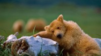 卡特迈国家公园和自然保护区里午睡的灰熊幼崽，阿拉斯加州 (© Suzi Eszterhas/Minden Pictures)