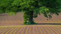 蒙茅斯郡田地上的英国橡树，英国威尔士 (© Phil Savoie/Minden Pictures)