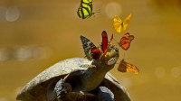 亚苏尼国家公园里的黄头侧颈龟，厄瓜多尔 (© Pete Oxford/Minden Pictures)
