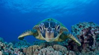毛伊岛上的绿海龟，美国夏威夷州 (© David Fleetham/Visuals Unlimited, Inc.)