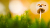 蘑菇上的七星瓢虫，荷兰阿纳姆 (© Misja Smits/Minden Pictures)