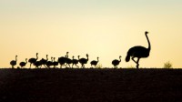 【今日父亲节】野外旅行的鸵鸟爸爸与孩子们，南非西开普省 (© Richard Du Toit/Minden Pictures)