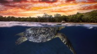 黄昏时浮出水面的绿海龟，印度洋马约特 (© Gabriel Barathieu/Biosphoto/Minden Pictures)