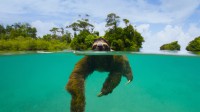 正在埃斯库多-德贝拉瓜斯岛附近游泳的侏三趾树懒，巴拿马 (© Suzi Eszterhas/Minden Pictures)