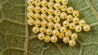 叶子上的臭虫的卵，马达加斯加 (© Paul Bertner/Minden Pictures)