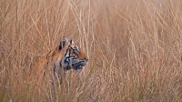 伦滕波尔国家公园中一只名叫‘Krishna'或者‘T19’的孟加拉虎，印度 (© Andy Rouse/Minden Pictures)