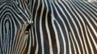一只濒临灭绝的细纹斑马的特写镜头 (© Edwin Giesbers/Getty Images)