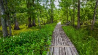 吉恩拉菲特国家历史公园和保护区内的巴拉塔里亚小路，美国路易斯安那州 (© Karine Aigner/Tandem Stills + Motion)