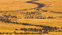 马赛马拉一年一度的斑纹角马大迁徙，肯尼亚 (© Theo Allofs/Minden Pictures)