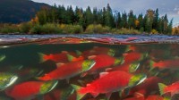 亚当斯河里的红鲑鱼，加拿大不列颠哥伦比亚省 (© Yva Momatiuk and John Eastcott/Minden Pictures)