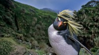 南大西洋戈夫岛上的北跳岩企鹅 (© Tui De Roy/Minden Pictures)