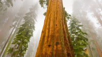 巨杉国家公园内的巨杉，美国加利福尼亚州 (© Yva Momatiuk and John Eastcott/Minden Pictures)