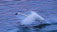 飞过密西西比河面的小天鹅，美国明尼苏达州 (© National Geographic Image Collection/Alamy)