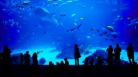 乔治亚水族馆，美国亚特兰大 (© novikat/Getty Images)