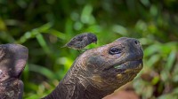 站在巨龟头上的达尔文雀 (© Tui De Roy/Minden Pictures)