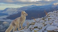 北极狐，挪威多夫勒山 (© Andy Trowbridge/Minden Pictures)