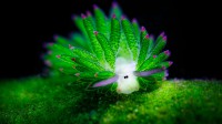巴厘岛海域的一只海蛞蝓 (© Media Drum World/Alamy)