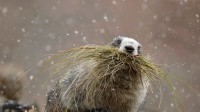 迪纳利国家公园里的一只灰白旱獭，阿拉斯加 (© Perry de Graaf/Minden Pictures)