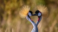 交颈组成心形的灰冠鹤 (© Ibrahim Suha Derbent/Getty Images)