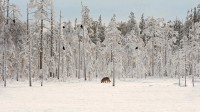 雪地里的一群乌鸦与灰狼，芬兰 (© Lassi Rautiainen/Minden Pictures)