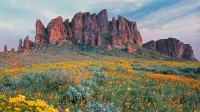 迷失荷兰人国家公园里盛开的野花，亚利桑那 (© Tim Fitzharris/Minden Pictures)