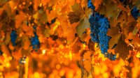 葡萄藤上的葡萄，阿根廷门多萨 (© javarman3/iStock/Getty Images Plus)
