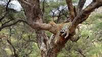 一只在树上打盹的豹子，纳米比亚 (© M. Watsonantheo/SuperStock)