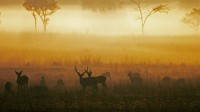 黎明时分薄雾草原上的白斑鹿，印度中央邦坎哈国家公园 (© Pete Oxford/Minden Pictures)