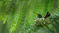 哥斯达黎加的一只棕尾蜂鸟 (© Juan Carlos Vindas/Getty Images)