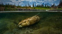 一只在大提顿国家公园里游泳的海狸 (© Charlie Hamilton James/Getty Images)