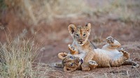 桑布鲁国家公园里摔跤的狮子幼崽，肯尼亚 (© Mark C. Ross/Getty Images)