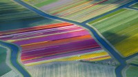 荷兰Duin- en Bollenstreek地区的郁金香田 (© Frans Sellies/Getty Images)
